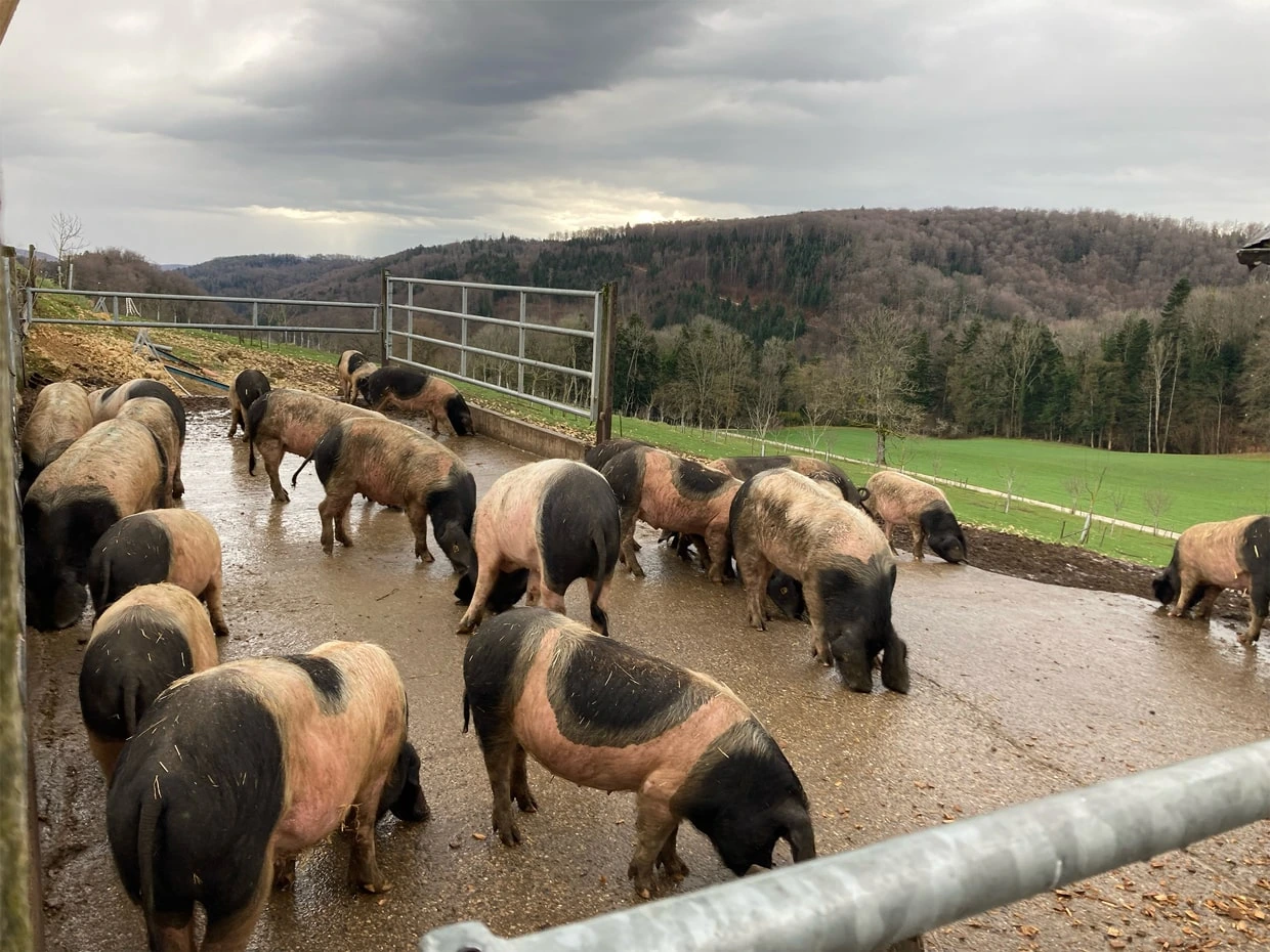 viande et environnement - consommer durablement